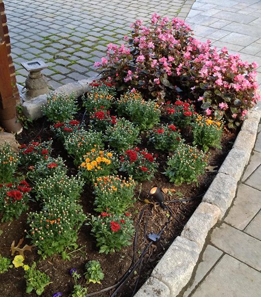 A vibrant flower bed showcasing a diverse array of colorful flowers in full bloom, creating a picturesque garden scene