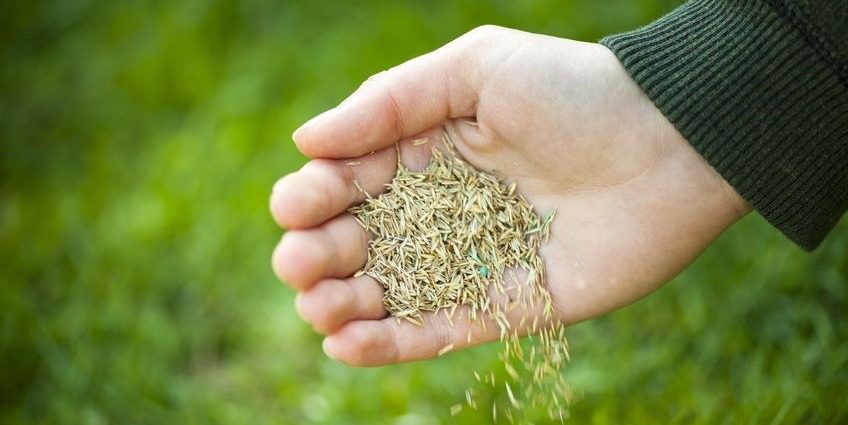 Planting annuals, perennials and bulbs